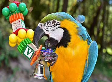 Birds Dealer in Chennai