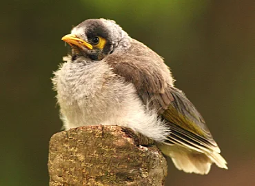 Birds Supplier in Chennai