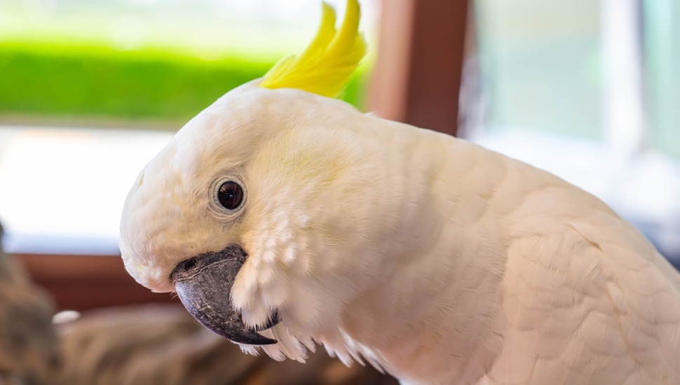 Bird Adoption Sulphur Crested Cockatoo for Adoption in Chennai
