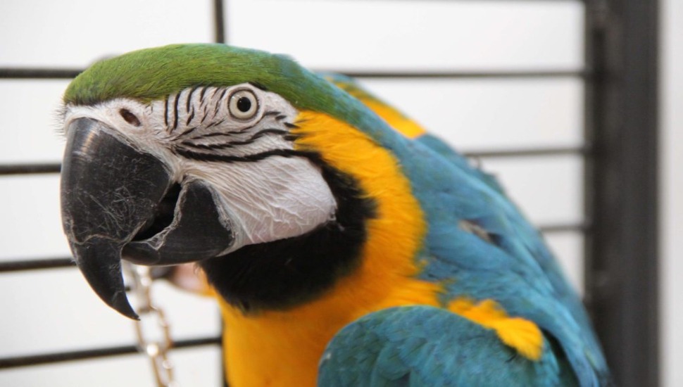 Bird Adoption Blue and Gold Macaw for Adoption in Chennai