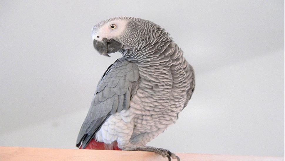 Bird Adoption African Grey Parrot for Adoption in Chennai