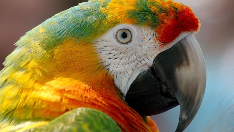 Bird Adoption Hybrid Macaw for Adoption in Chennai