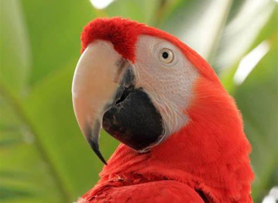 Bird Adoption Scarlet Macaw for Adoption in Pollachi