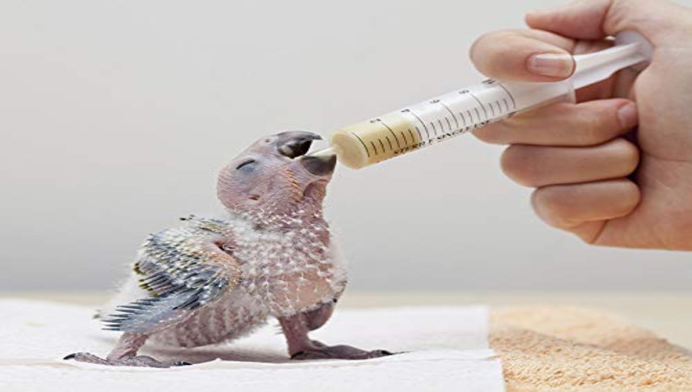 Birds Dietition and Nutrition African Grey Parrot Price in Chennai