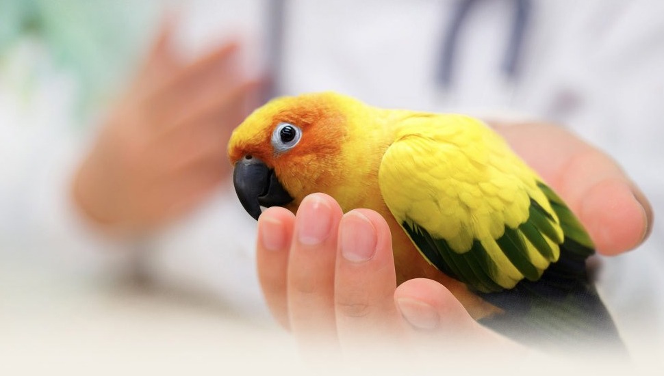 Birds Dietition and Nutrition Sun Conure for Sale in Madurai