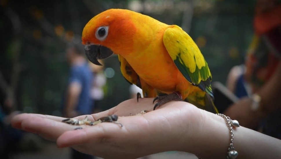 Birds Dietition and Nutrition Sun Conure Price in Tamilnadu