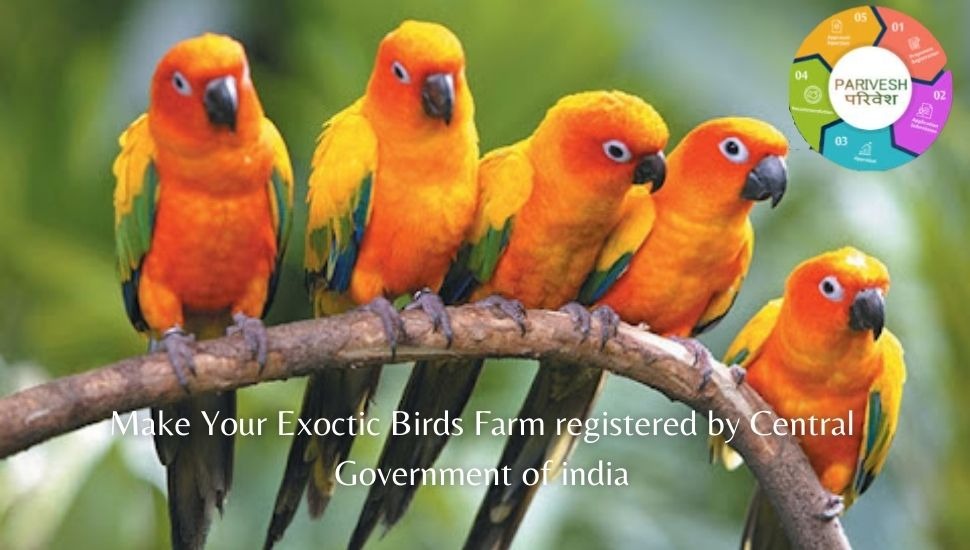 Birds License Agency Pets Shop for Birds Sale in Chennai