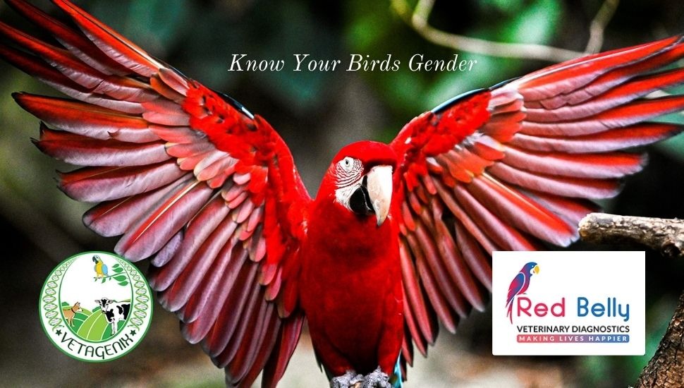 Birds Gender Certification Birds Gender Certification in Chennai