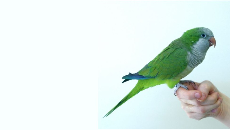 Bird Terming Monk Parakeet for Sale in Trichy