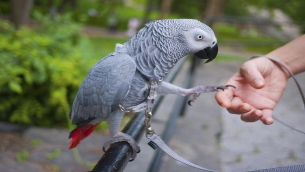 Top Pet Birds Training Center with Experienced Trainer Chennai