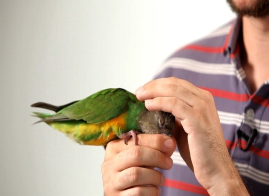 Bird Terming Senegal Parrot for Sale in Madurai