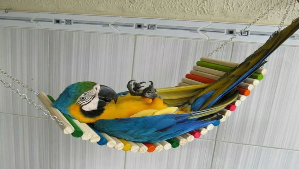 Bird Training Blue and Gold Macaw Price in Salem