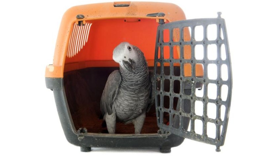Bird Transportation Bird Transportation Services in Erode