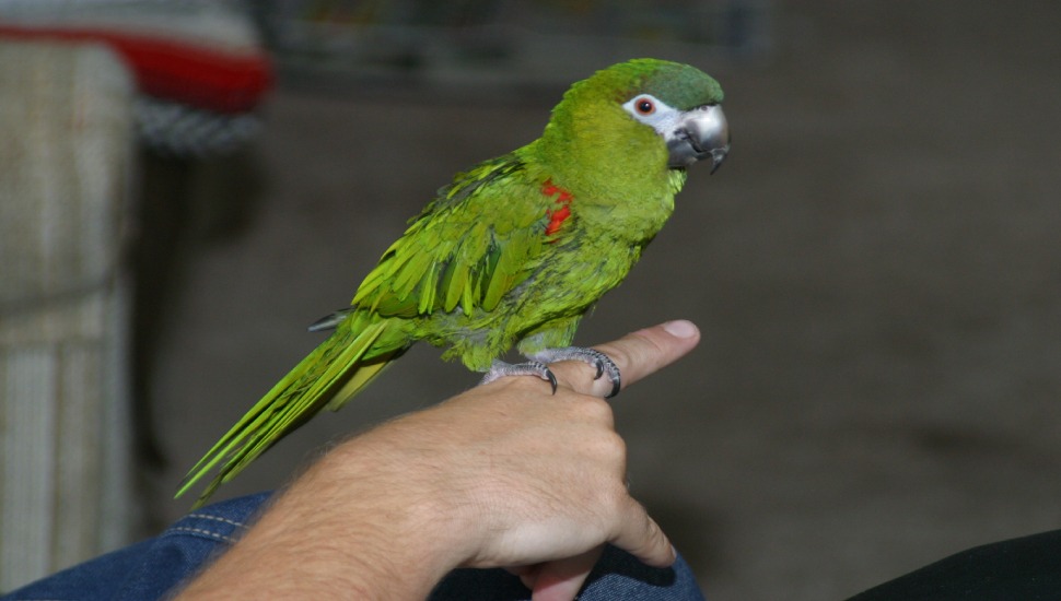 Red Shouldered Macaw Red Shouldered Macaw Price in Chennai
