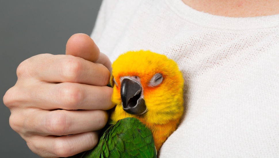 Jandaya Parakeet Jandaya Parakeet for Sale in Chennai