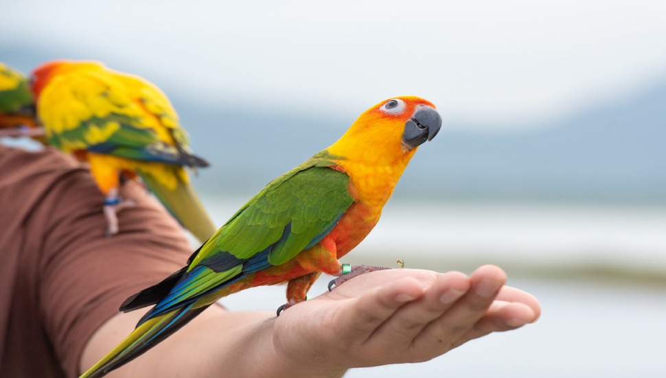 Birds trainers sales