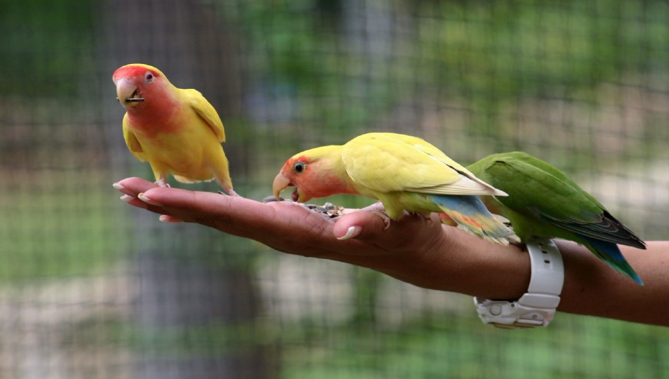 Bird Training Birds Supplier in Chennai