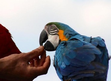 Birds Trainers With Trained Birds in Chennai
