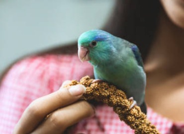 Birds Trainers With Trained Birds in Madurai