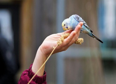 Birds Trainers With Trained Birds in Thoothukudi