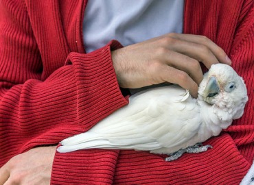 Birds Trainers With Trained Birds in Dharmapuri